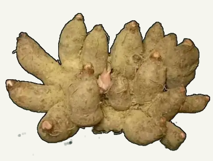鸡爪芋